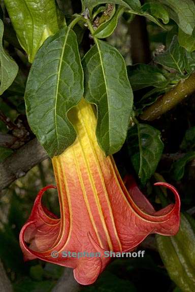 brugmansia sanguinea 4 graphic